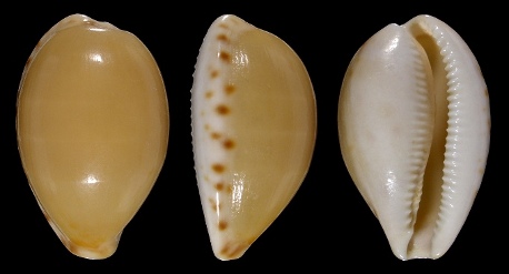 Picture of Notocypraea subcarnea